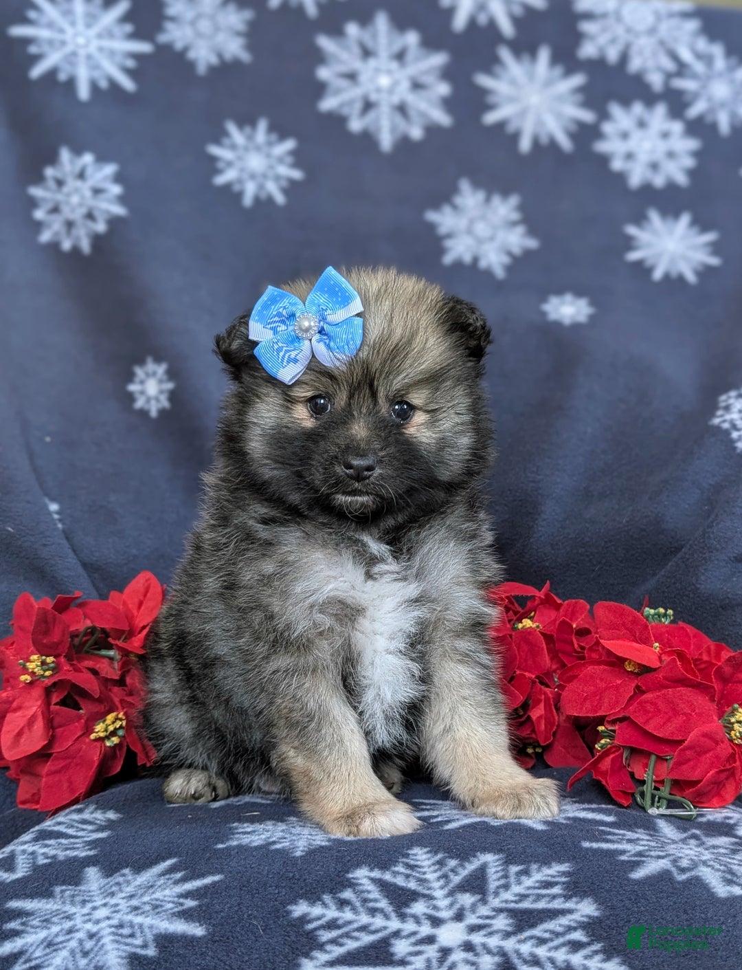 Pomeranian dogs for sale: Cleo - Ad 1