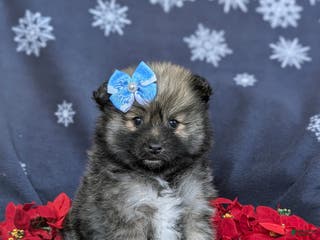 Pomeranian dogs Cleo - Ad 30