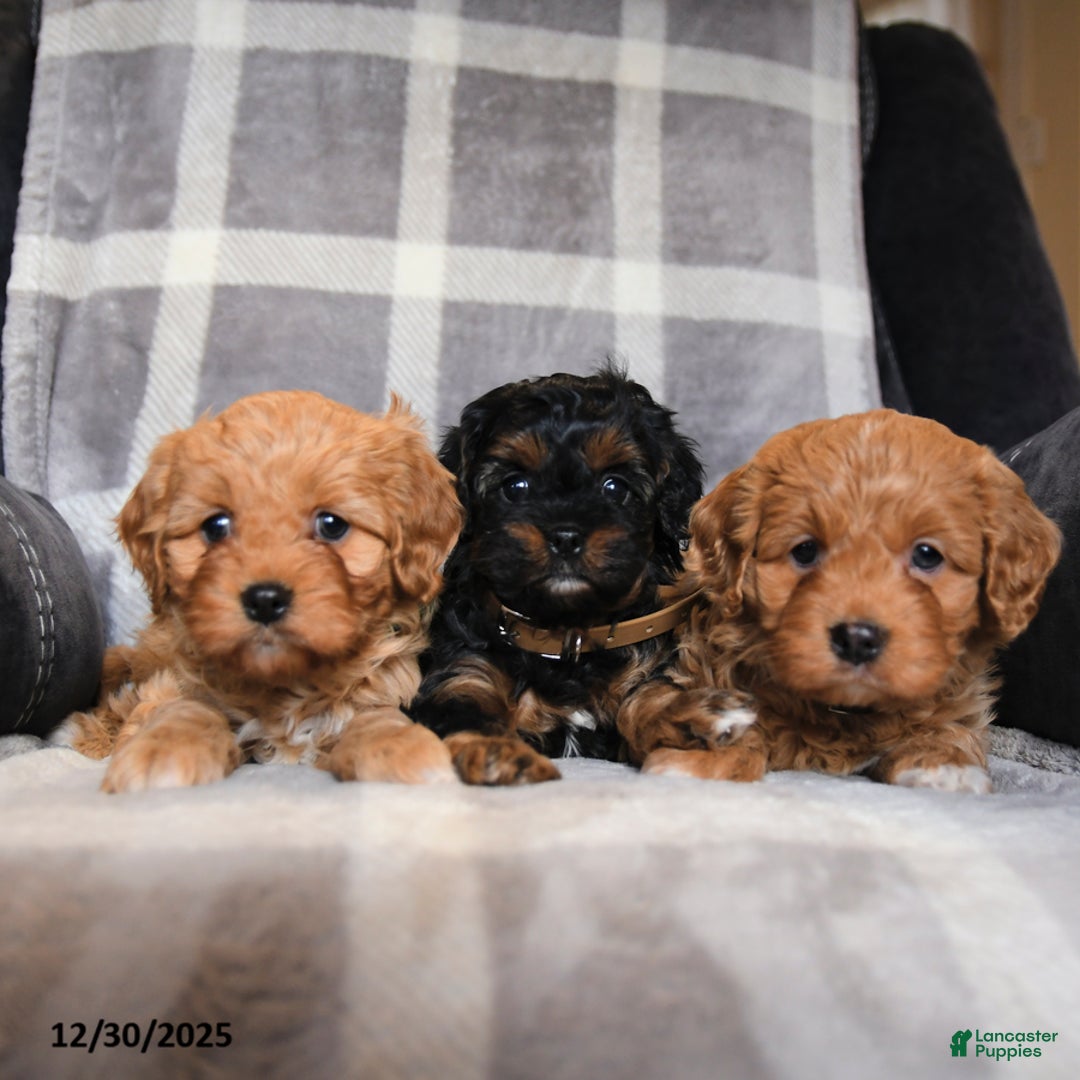 Cavapoo dogs for sale: Raven - Ad 5