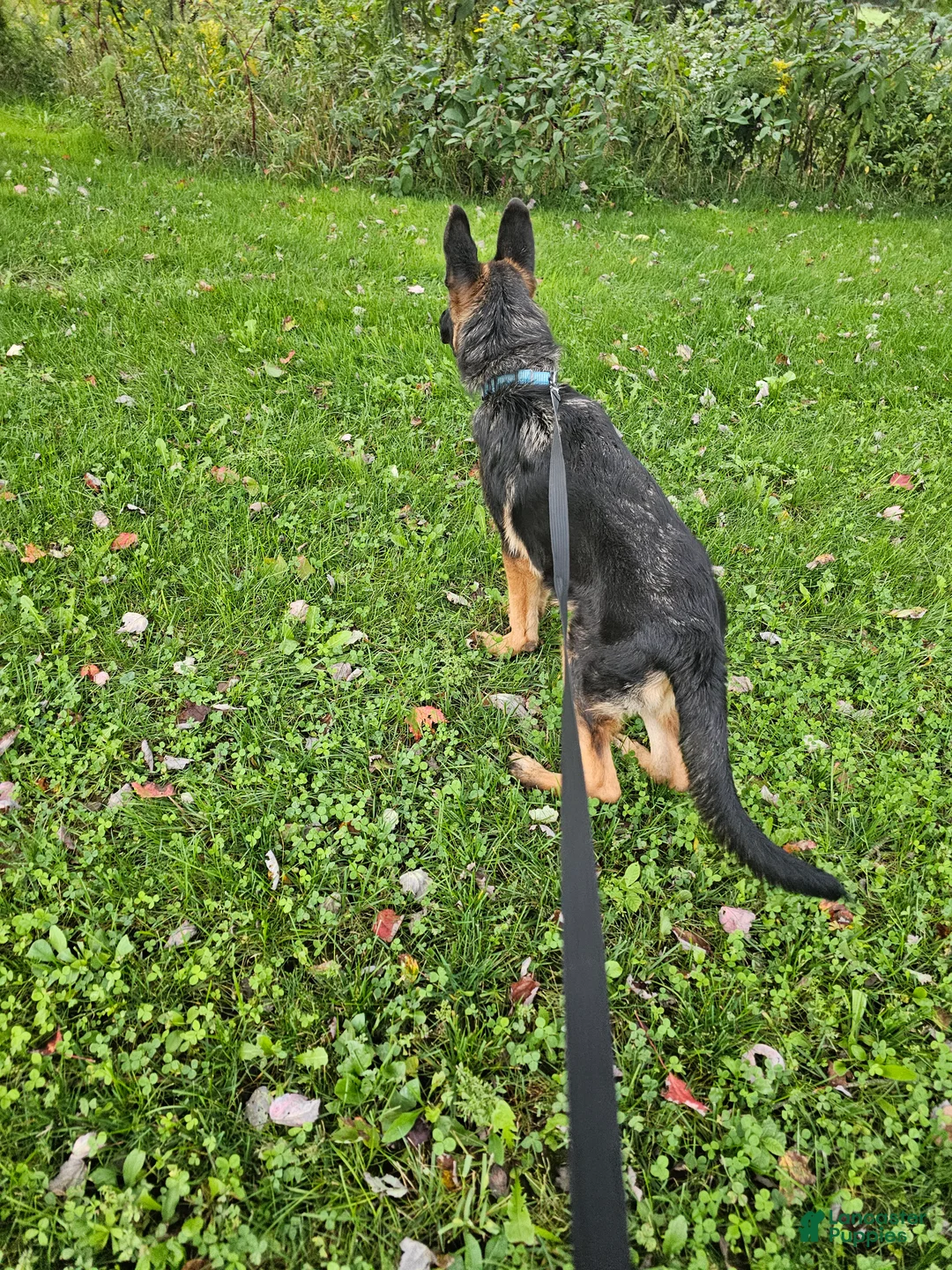 German Shepherd dogs for sale: Joe - Ad 5