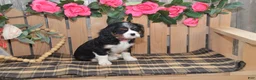 Cavalier King Charles Spaniel dogs for sale: Dorie - Ad 5