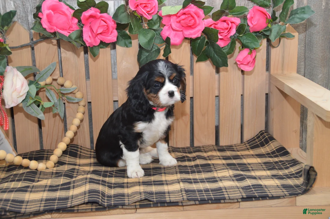 Cavalier King Charles Spaniel dogs for sale: Dorie - Ad 5