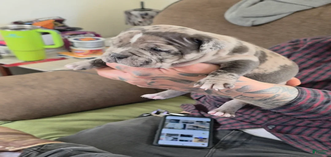 Gallery Image {{count}}