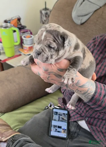 Gallery Image {{count}}