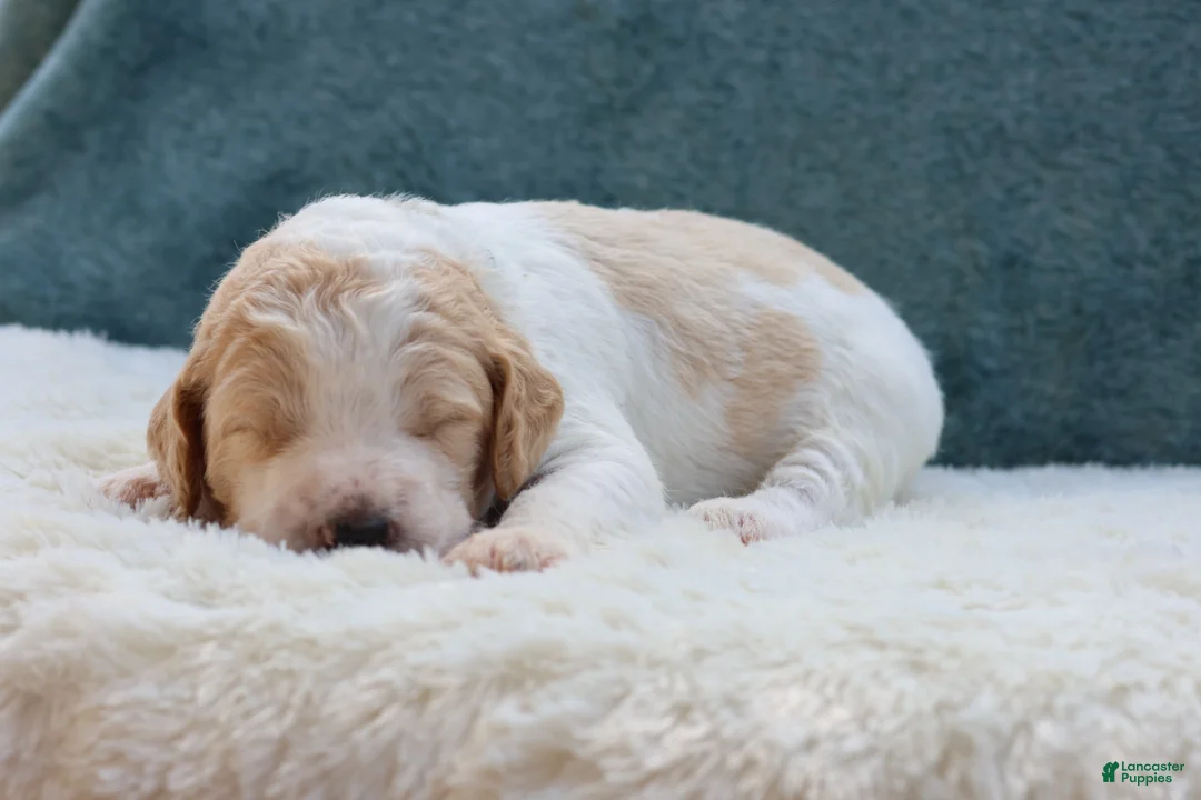 Goldendoodle dogs for sale: Winnie  - Ad 2