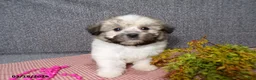 Havanese dogs for sale: Macey - Ad 4