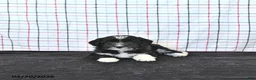 Mini Aussiedoodle dogs for sale: Walker  EXTRA SMALL - Ad 3