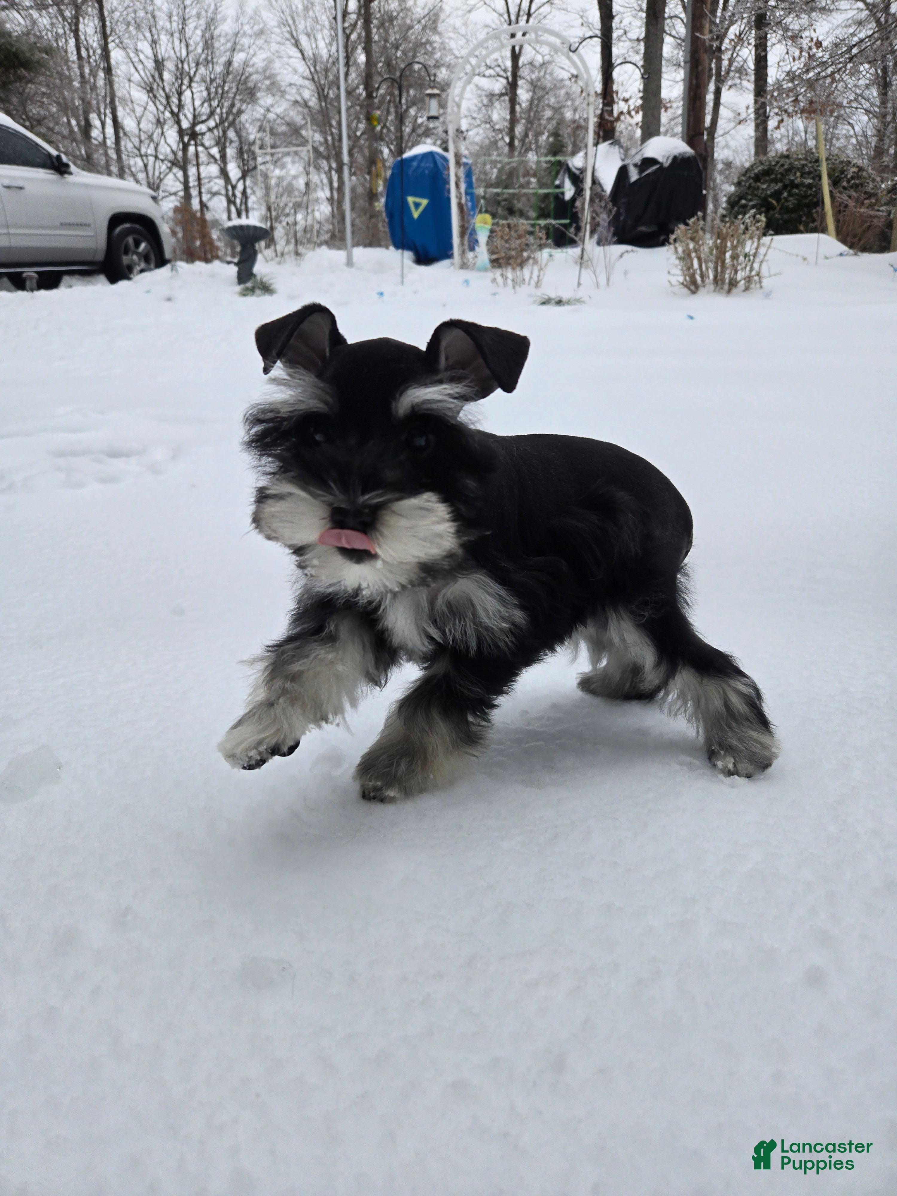 Miniature Schnauzer dogs Molly - Ad 9