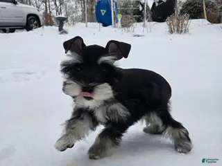 Miniature Schnauzer dogs Molly - Ad 9