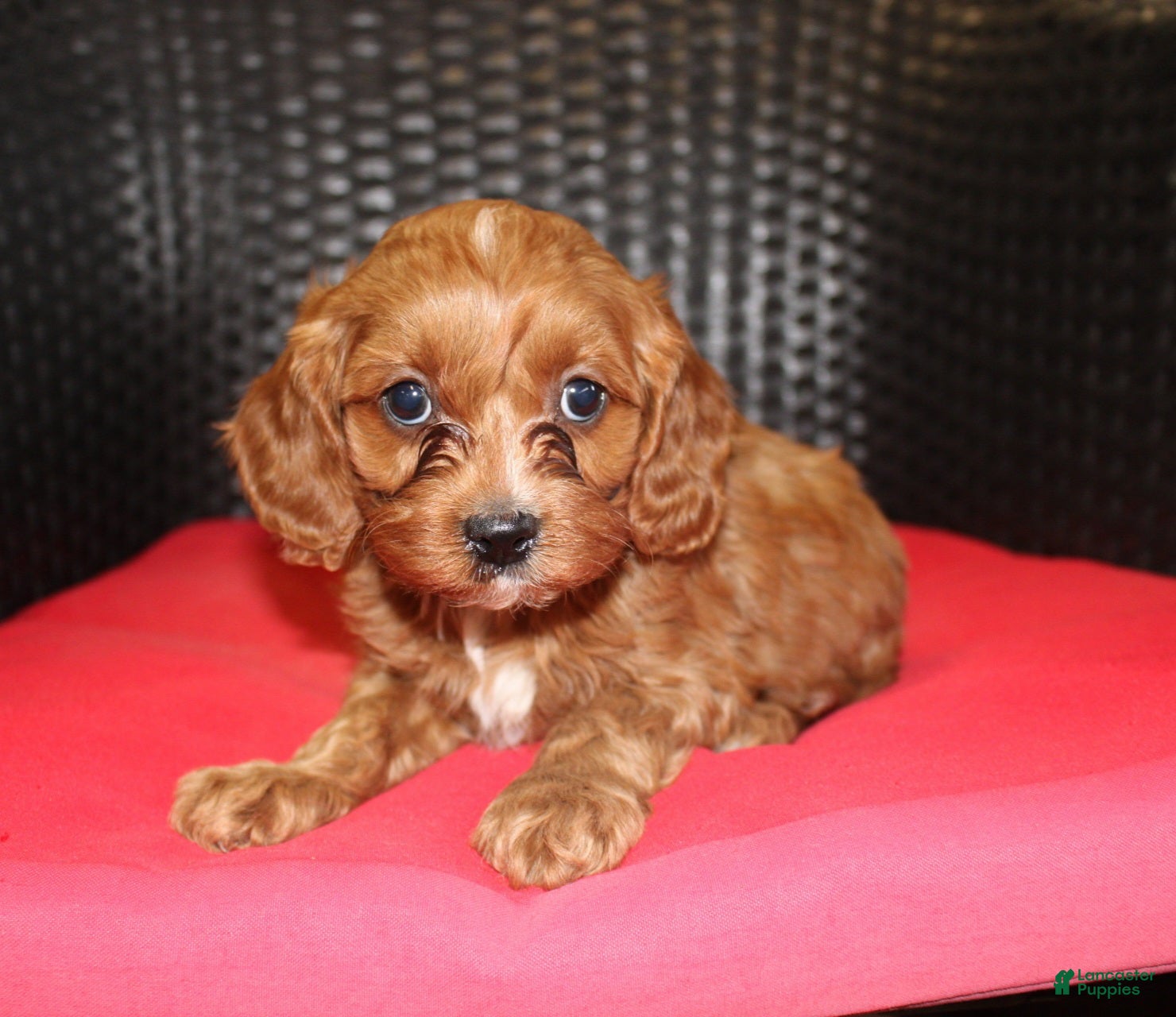 Cavapoo dogs Freddy - Ad 1