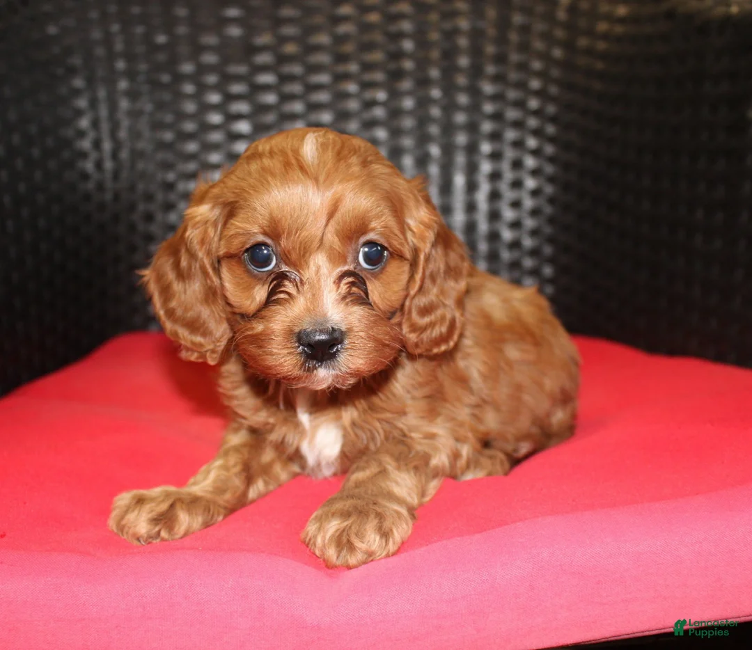 Cavapoo dogs for sale: Freddy - Ad 1