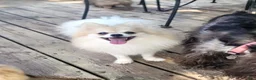 Pomeranian dogs for sale: Summer - Ad 1
