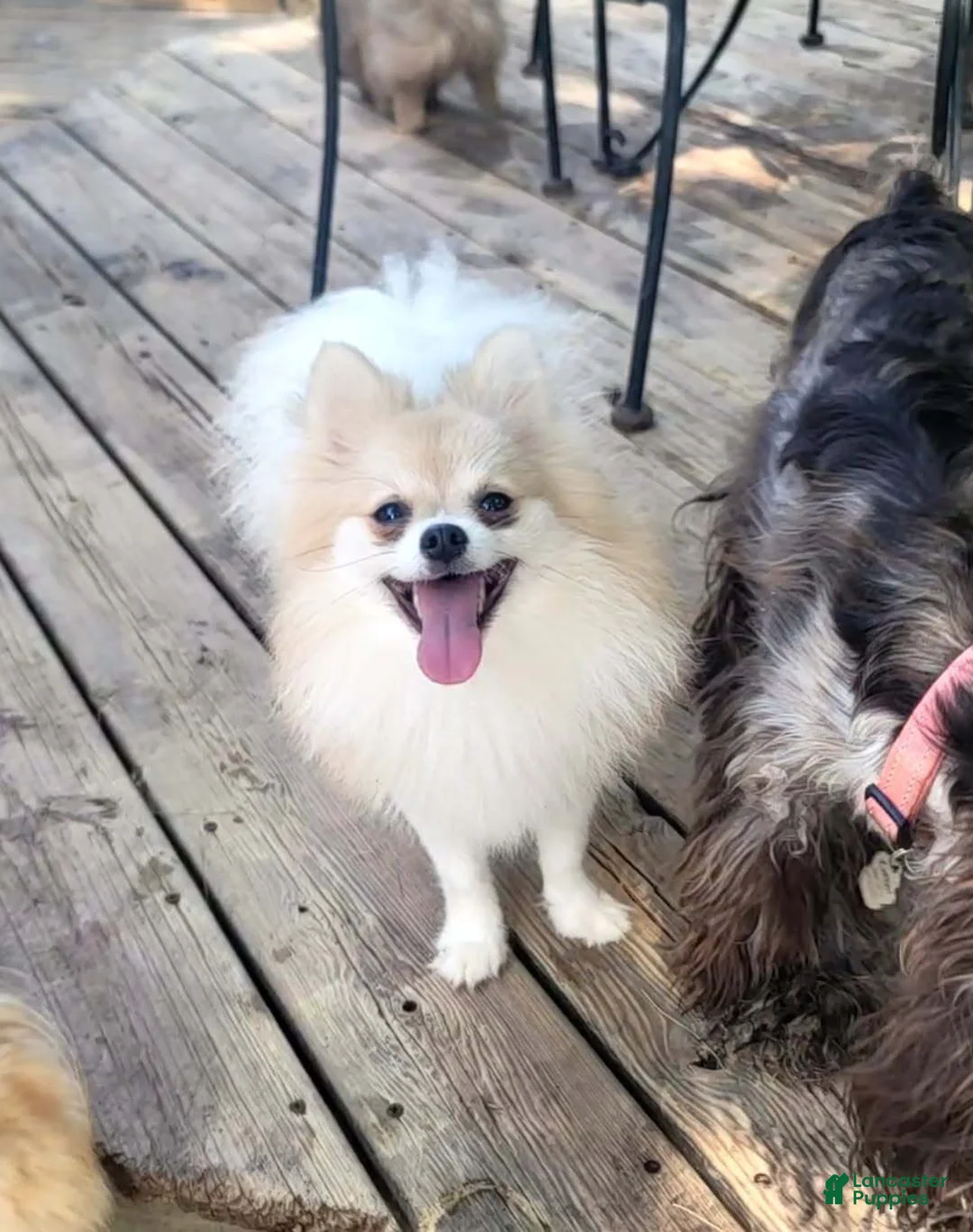 Pomeranian dogs for sale: Summer - Ad 1
