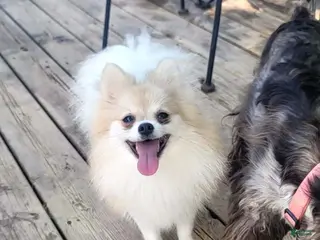 Pomeranian dogs Summer - Ad 42