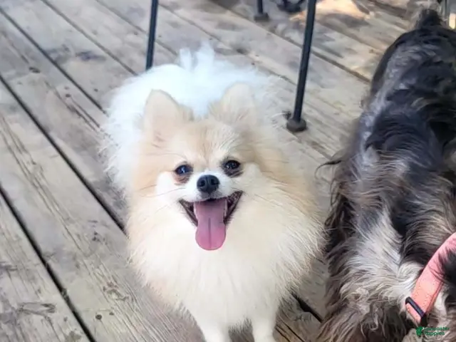 Pomeranian dogs Summer - Ad 4
