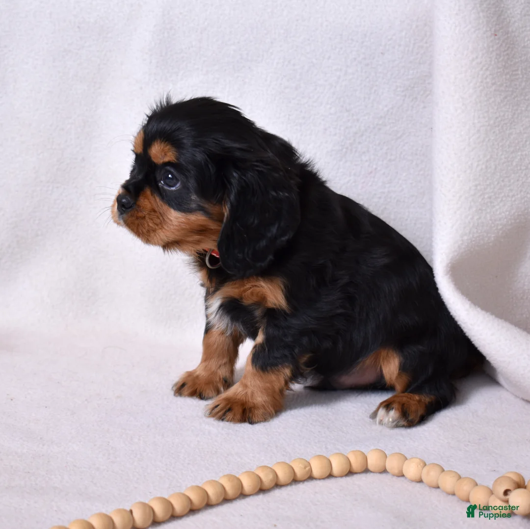 Cavalier King Charles Spaniel dogs for sale: Rudy | Genetically Screened  - Ad 12