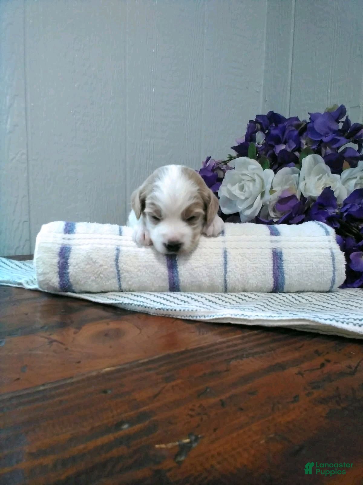 Mini Goldendoodle dogs for sale: Beatrice - Ad 1