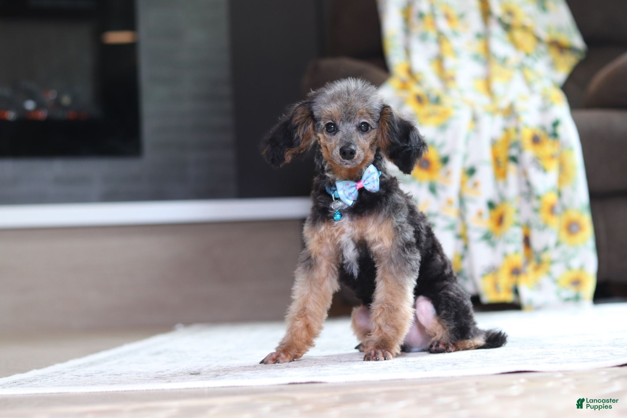 Mixed Breed dogs Ranger - Ad 2