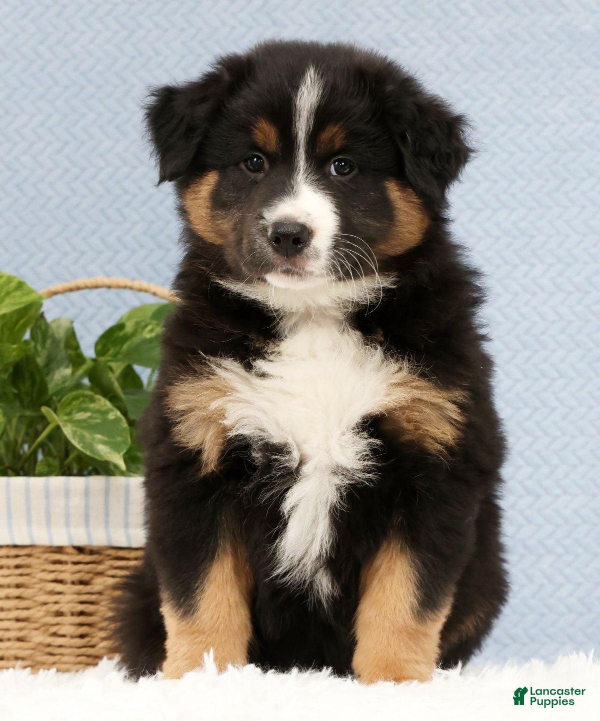 Australian Shepherd dogs Liam - Ad 1