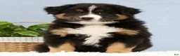 Australian Shepherd dogs for sale: Liam - Ad 1