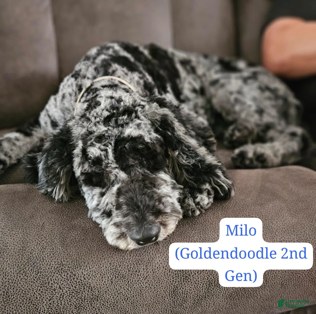 Mixed Breed dogs for sale: Happy  - Ad 3
