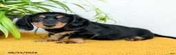 Miniature Dachshund dogs for sale: Cade  - Ad 4
