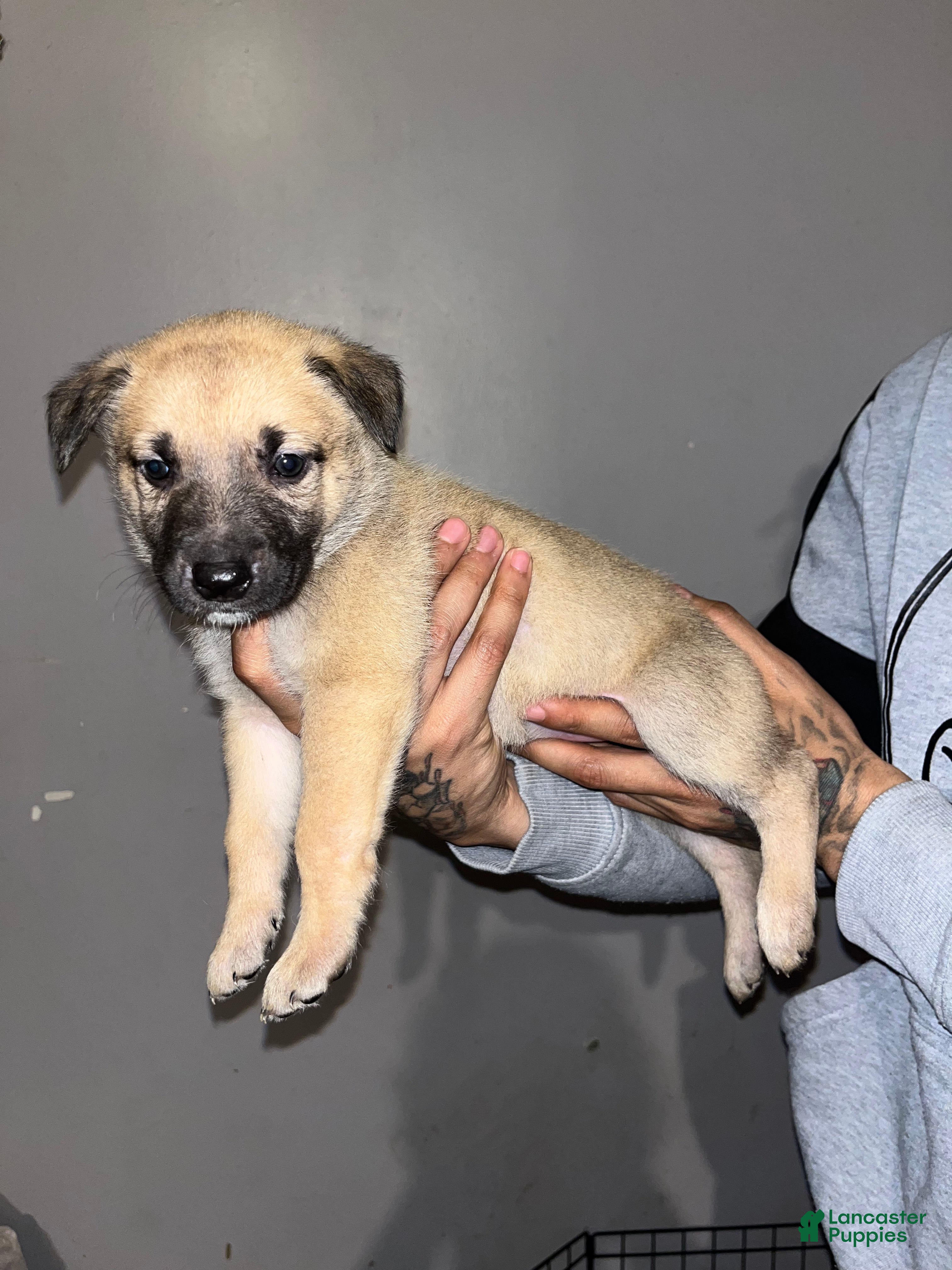 Mixed Breed dogs Hot pink - Ad 2