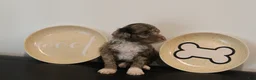 Mixed Breed dogs for sale: Male Mini Poodle - Ad 3