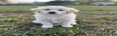 Duke