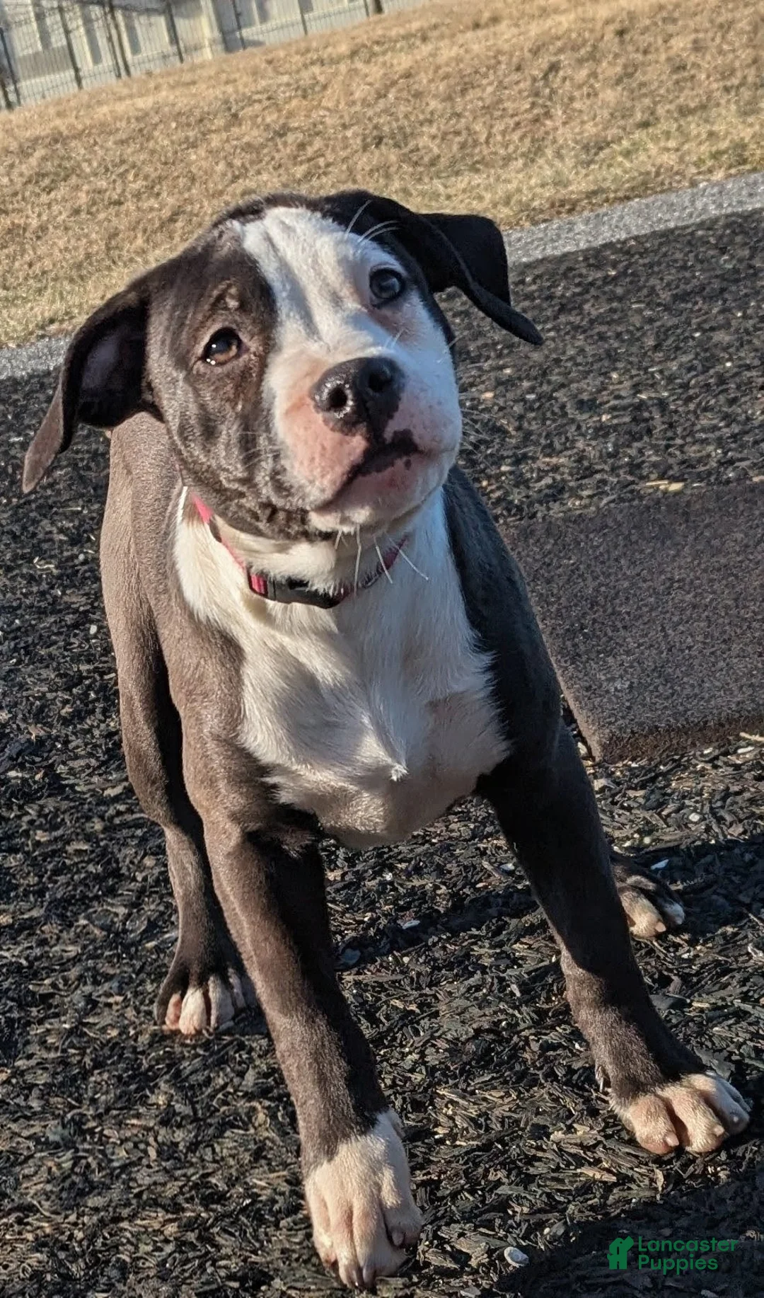 American Bully dogs for sale: Sage - Ad 4