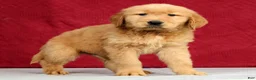 Golden Retriever dogs for sale: Jasper - Ad 4