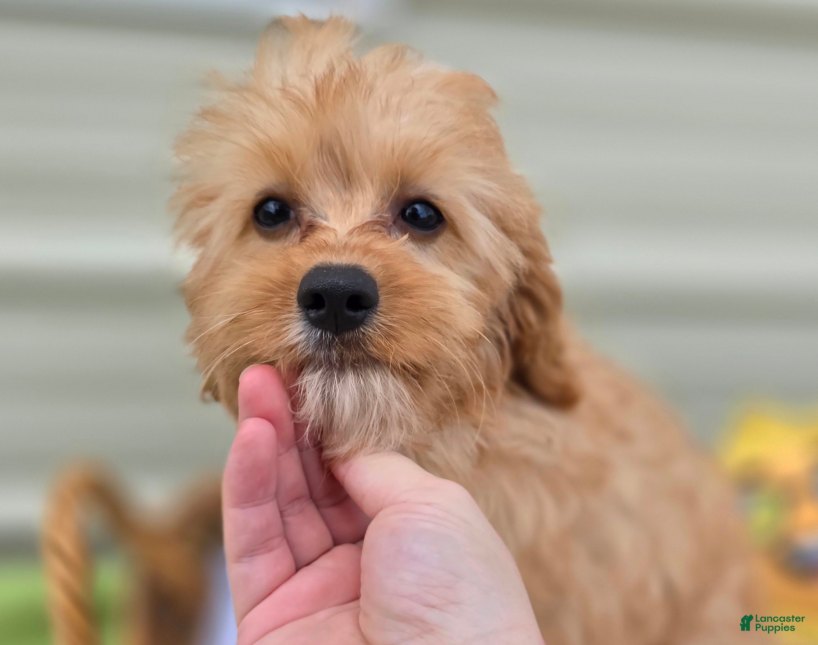Cavapoo dogs Miles - Ad 21