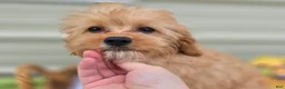 Cavapoo dogs for sale: Miles - Ad 24