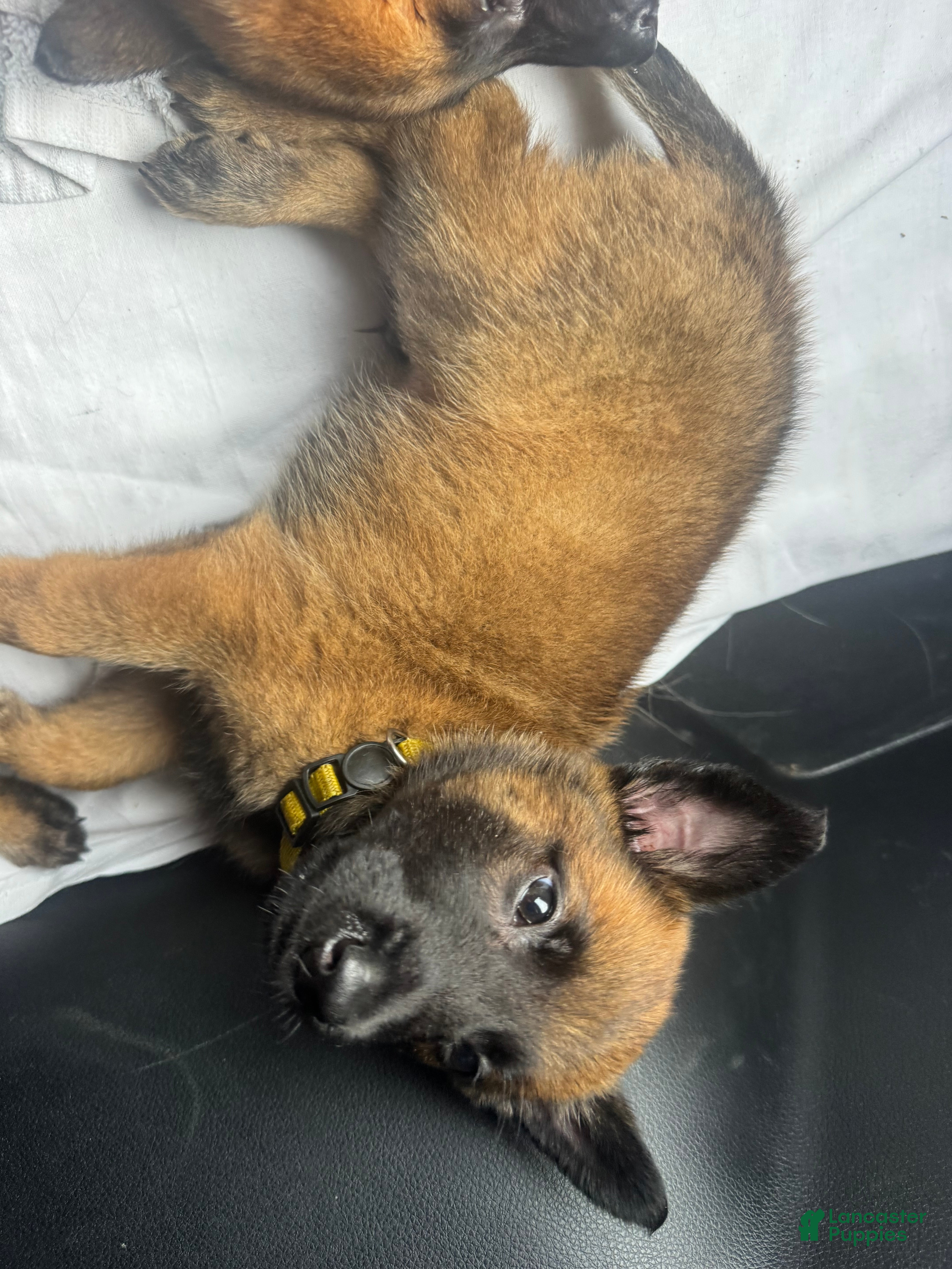 Belgian Malinois dogs Belgian Malinois 1 - Ad 42