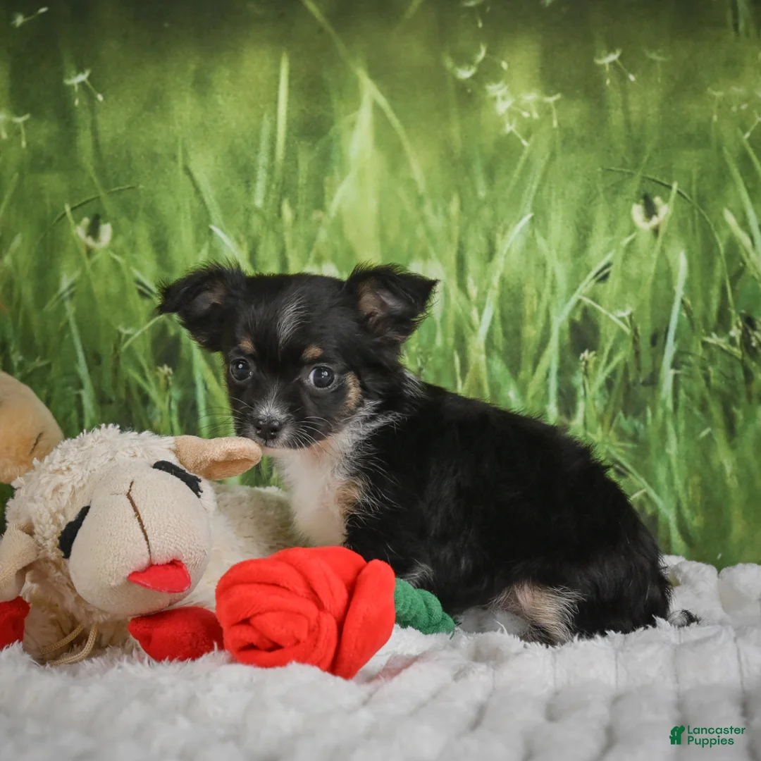 Chihuahua dogs for sale: Paige - Ad 2