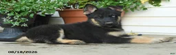 Gerberian Shepsky dogs for sale: Thor - Ad 5