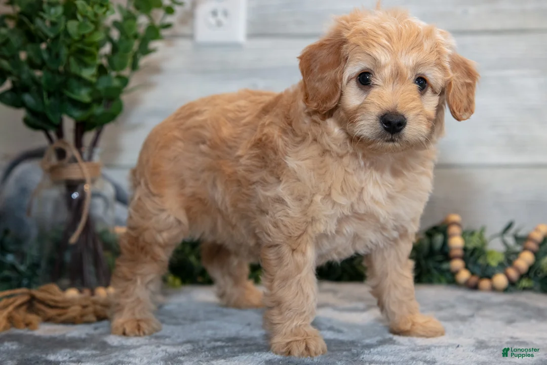 Mini Goldendoodle dogs for sale: Sterling - Ad 3
