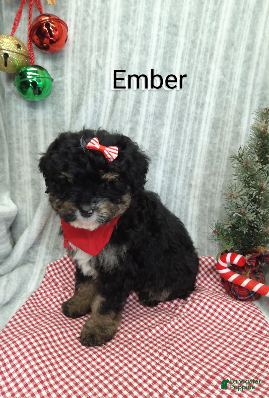 Mini Bernedoodle dogs for sale: Ember - Ad 8
