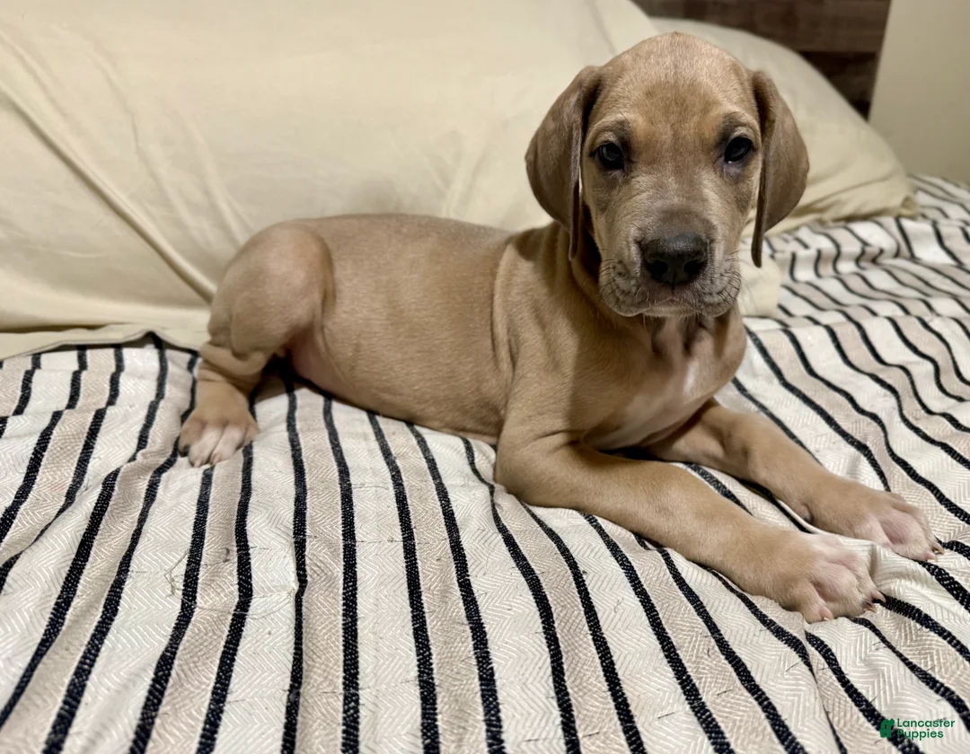 Great Dane dogs for sale: Blue Fawn (Heavy Euro) - Ad 5