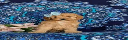 Cavapoo dogs for sale: Noele - Ad 2