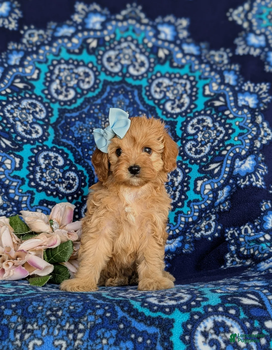 Cavapoo dogs for sale: Noele - Ad 2