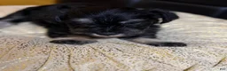 Schnauzer dogs for sale: Schnauzer Puppy 2 - Ad 2