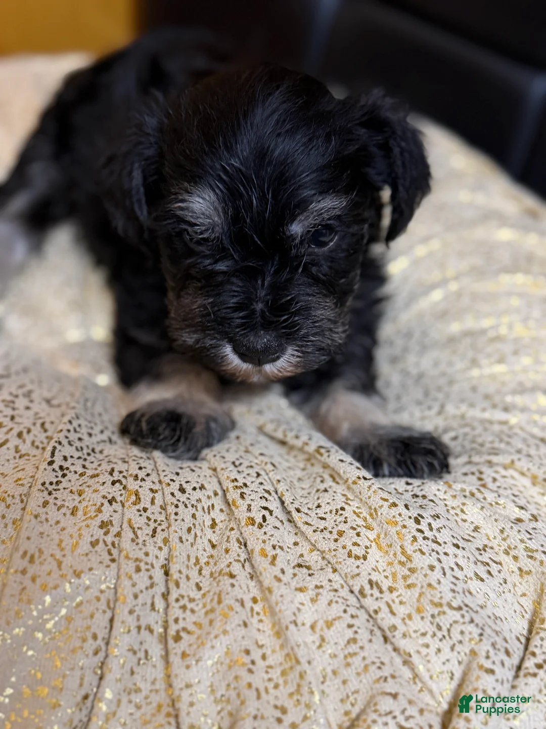 Schnauzer dogs for sale: Schnauzer Puppy 2 - Ad 2