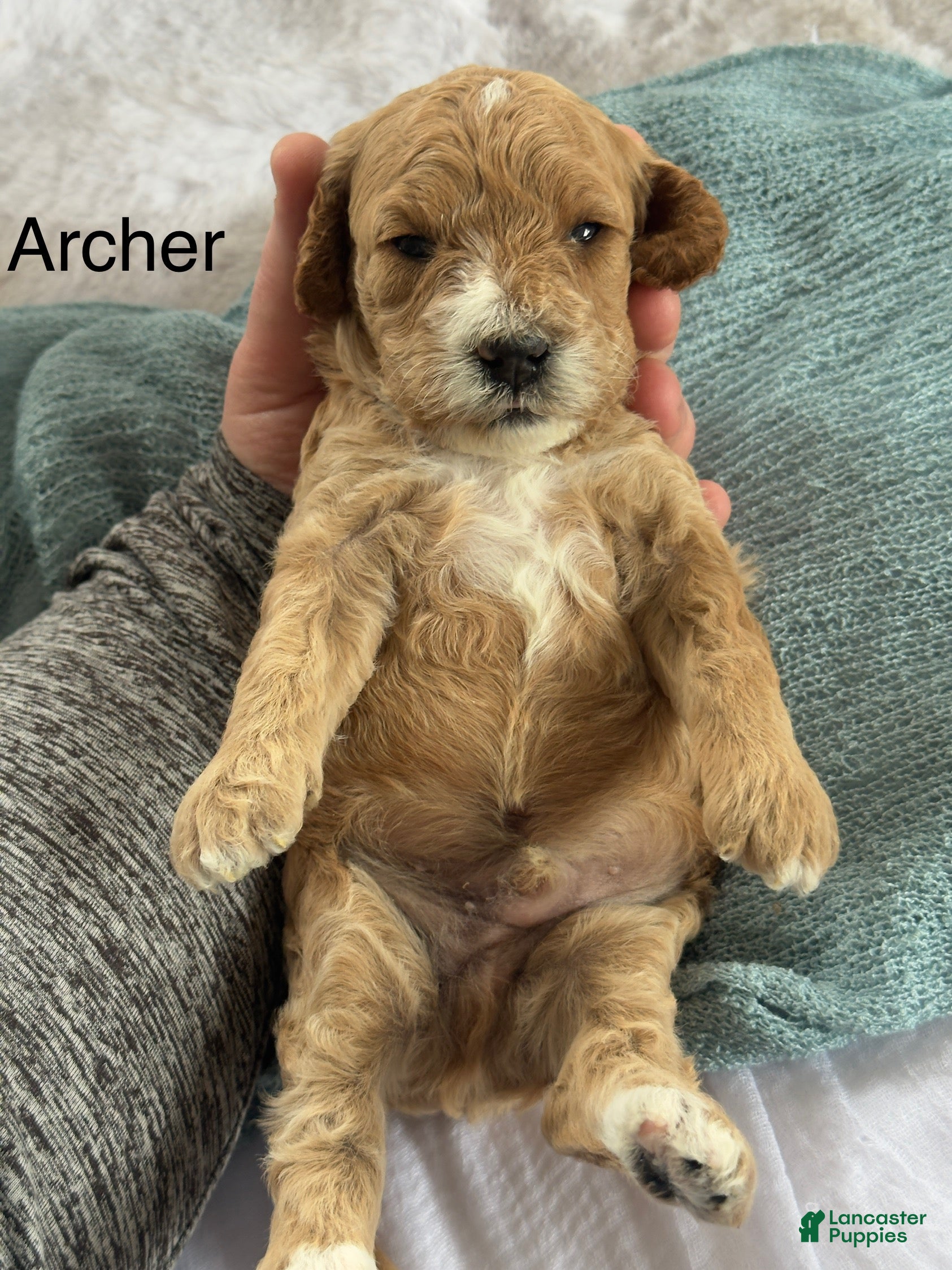 Cavapoo dogs Archer - Ad 3