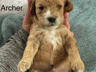 Cavapoo dogs Archer - Ad 3