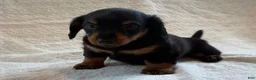 Miniature Dachshund dogs for sale: Addie - Ad 3