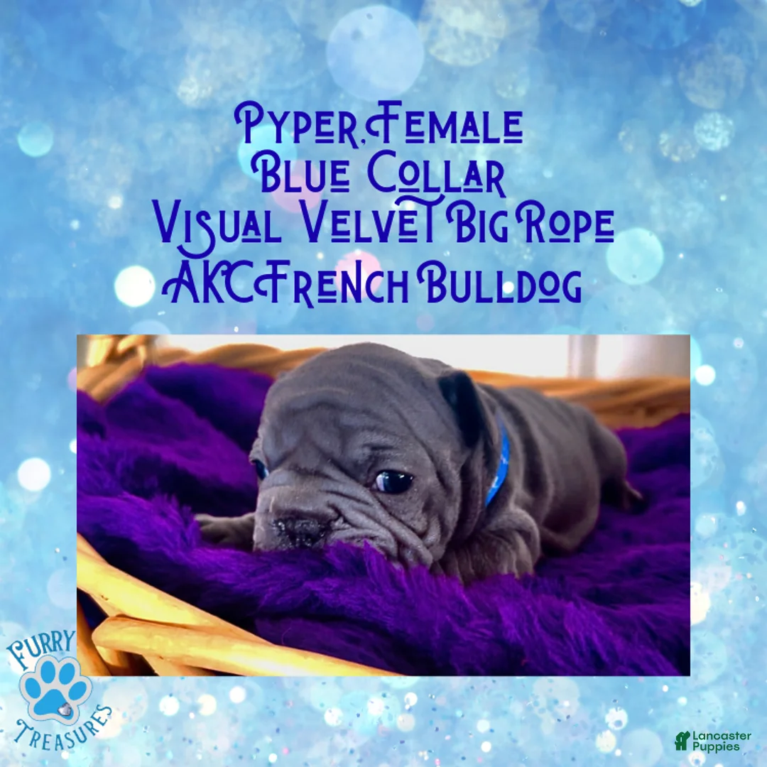 French Bulldog dogs for sale: Pyper “Blue Collar”, Female  - Ad 6