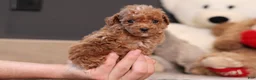 Miniature Poodle dogs for sale: Vince - Ad 3