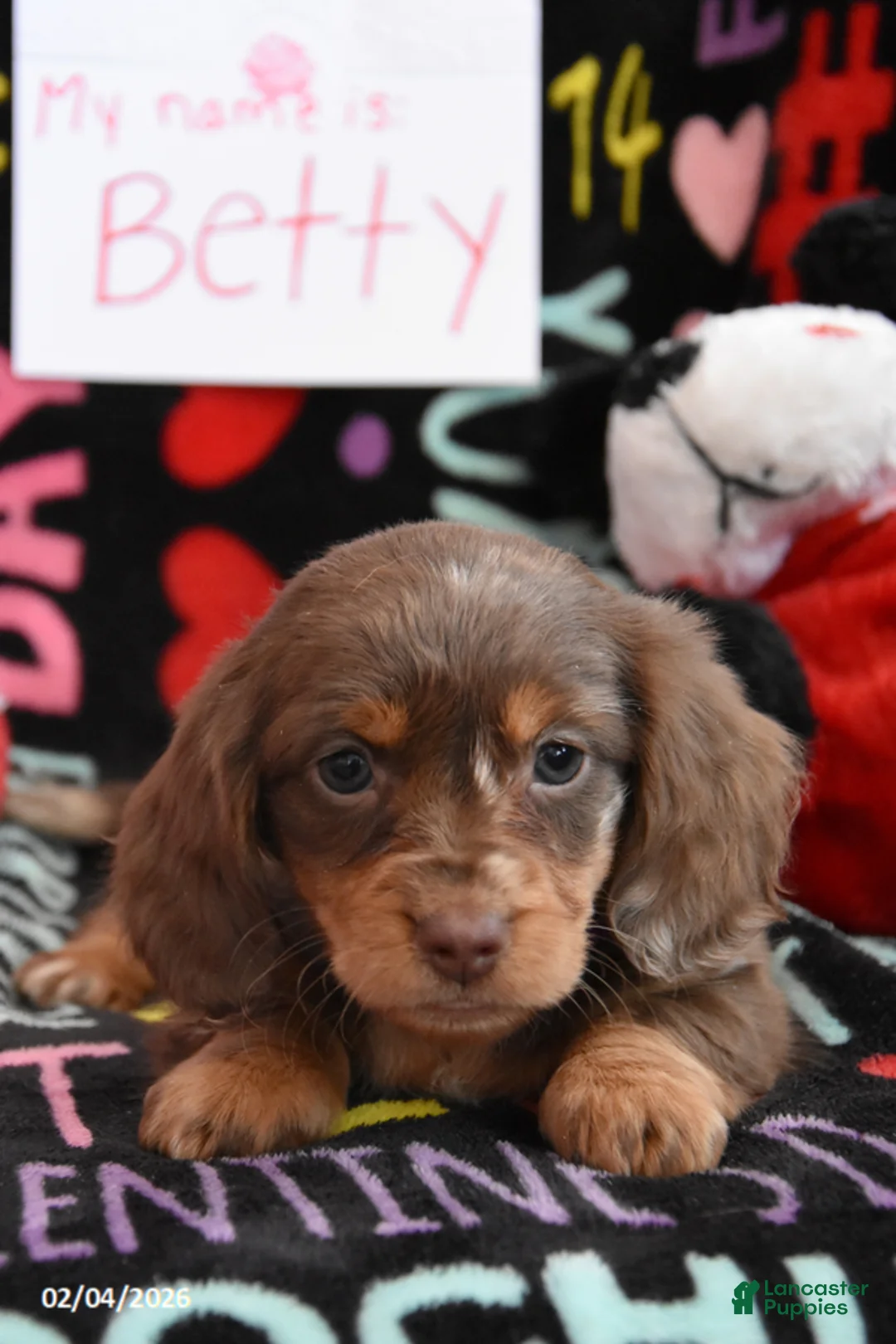 Miniature Dachshund dogs for sale: Betty - Ad 2