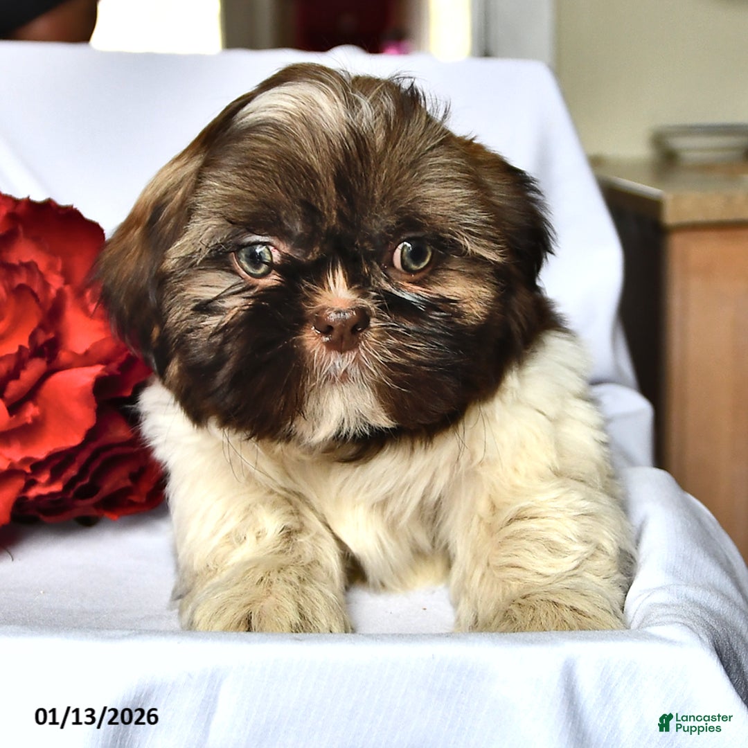 Shih Tzu dogs for sale: Mace - Ad 1